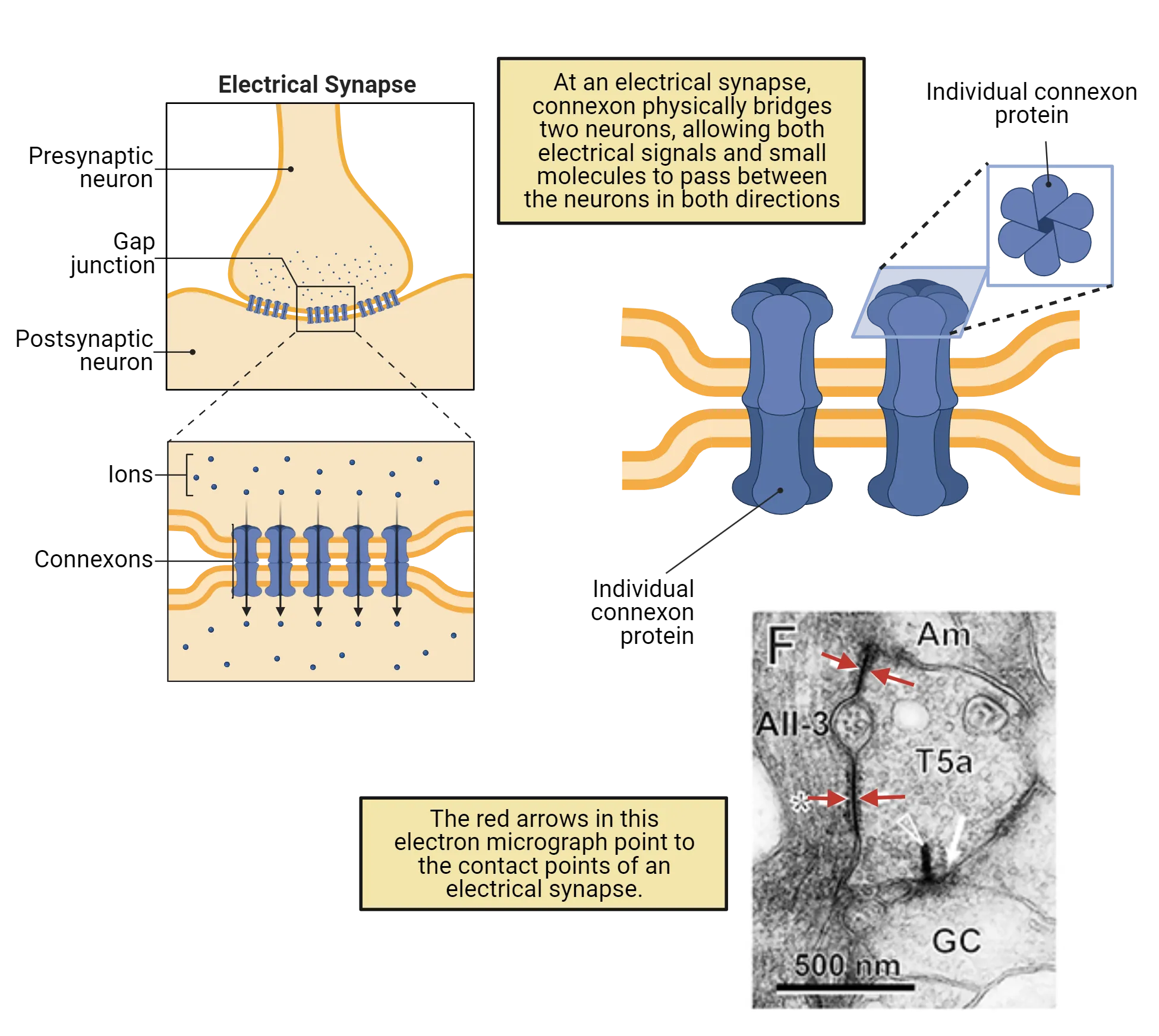 Top right: Diagram of a gap junction zoomed out and in. Top left: Diagram of connexon proteins meeting at a gap junction. Bottom: transmission electron micrograph with arrows pointing to gap junction