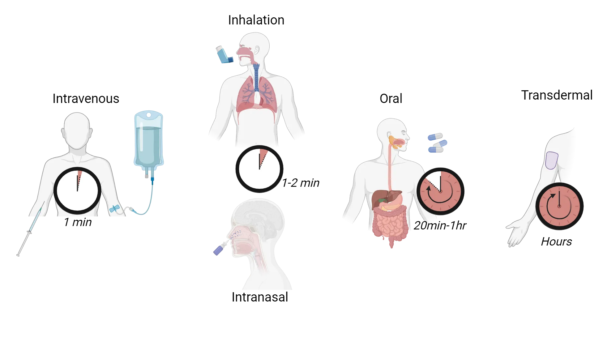 Cartoon representations of drugs being administered intravenously (1min), intranasally (1-2 min), via inhalation (1-2 min), orally (20min-1hr) and transdermal (hours)