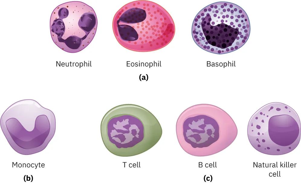 Illustration of leukocytes with (a) showing neutrophil, eosinophil, and basophil, (b) showing monocyte, and (c) showing T cell, B cell, and natural cell killer.