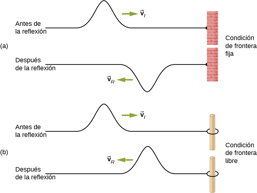 La figura a muestra dos figuras de una cuerda atada a un soporte rígido a la derecha. La cuerda superior está identificada antes de la reflexión. Un pulso formado en la parte superior de la cuerda se propaga hacia la derecha con velocidad v subíndice i. La cuerda inferior está identificada después de la reflexión. Un pulso formado en la parte inferior de la cuerda se propaga hacia la izquierda con velocidad v subíndice R. La figura b muestra dos figuras de una cuerda atada a un anillo que pasa por un poste a la derecha. La cuerda superior está identificada antes de la reflexión. Un pulso formado en la parte superior de la cuerda se propaga hacia la derecha con velocidad v subíndice i. La cuerda inferior está identificada después de la reflexión. Un pulso formado en la parte superior de la cuerda se propaga hacia la izquierda con velocidad v subíndice R.