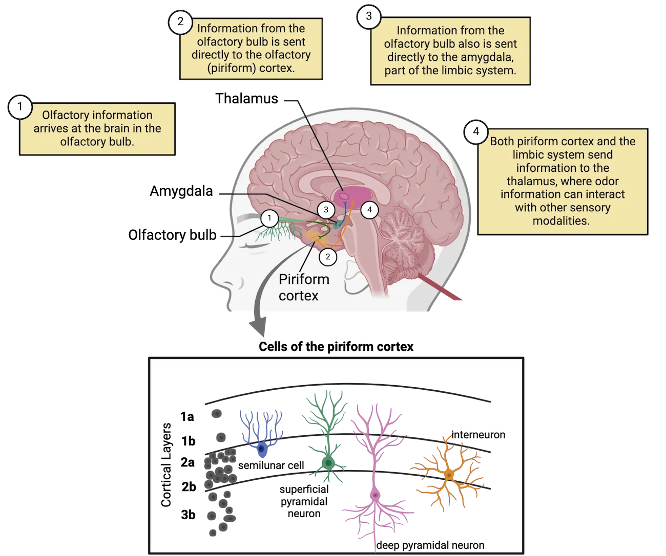 Top shows a sagittal section of human head and brain with pathways from olfactory bulb to piriform cortex as described in the main text. Bottom shows a diagram of the layers of piriform cortex (1a, 1b, 2a, 2b, 3b). Semilunar cells sit in 2a. Superficial pyramidal neurons sit in 2b. Deep pyramidal neurons sit in 3b. Interneurons sit in 2b.