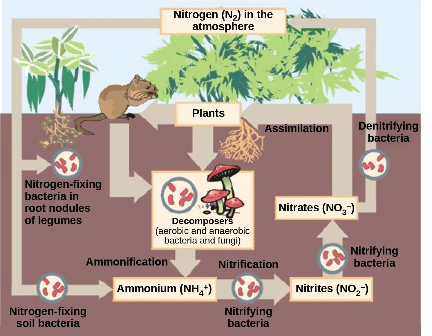 This illustration shows the role of bacteria in the nitrogen cycle. Nitrogen-fixing bacteria in root nodules of legumes convert nitrogen gas, or upper case N 2, into organic nitrogen found in plants. Nitrogen-fixing soil bacteria produce ammonium ion, or upper N upper H 4 plus sign. Decomposers, including bacteria and fungi, decompose organic matter, also releasing upper N upper H 4 plus sign. Nitrification is the process by which nitrifying bacteria produce nitrites, shown as upper N upper O 2 negative, and nitrates, shown as upper N upper O 3 negative. Nitrates are assimilated by plants, then animals, then decomposers. Denitrifying bacteria convert nitrates to nitrogen gas, completing the cycle.