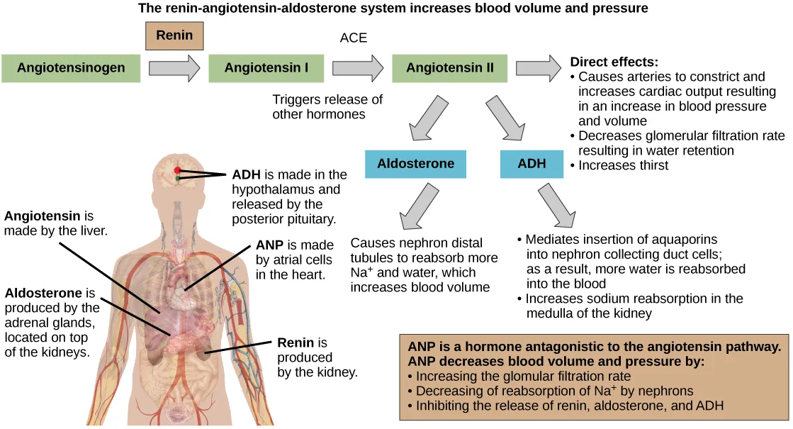 The renin-angiotensin-aldosterone pathway involves four hormones: renin, which is made in the kidney, angiotensin, which is made in the liver, aldosterone, which is made in the adrenal glands, and A D H, which is made in the hypothalamus and secreted by the posterior pituitary. The adrenal glands are located on top of the kidneys, and the hypothalamus and pituitary are in the brain. The pathway begins when renin converts angiotensinogen into angiotensin I. An enzyme called A C E then converts angiotensin I into angiotensin I I. Angiotensin I I has several direct effects. These include arterial constriction, which increases blood pressure, decreasing the glomerular filtration rate, which results in water retention, and increasing thirst. Angiotensin I I also triggers the release of two other hormones, aldosterone and A D H. Aldosterone causes nephron distal tubules to reabsorb more sodium and water, which increases blood volume. A D H mediates the insertion of aquaporins into the nephridial collecting ducts. As a result, more water is reabsorbed by the blood. A D H also causes arteries to constrict. The hormone A N P is antagonistic to the angiotensin pathway. A N P decreases blood pressure and volume by increasing the glomerulus filtration rate, decreasing reabsorption of sodium ions by the nephron, and by inhibiting the release of renin from the kidney and aldosterone from the adrenal gland.