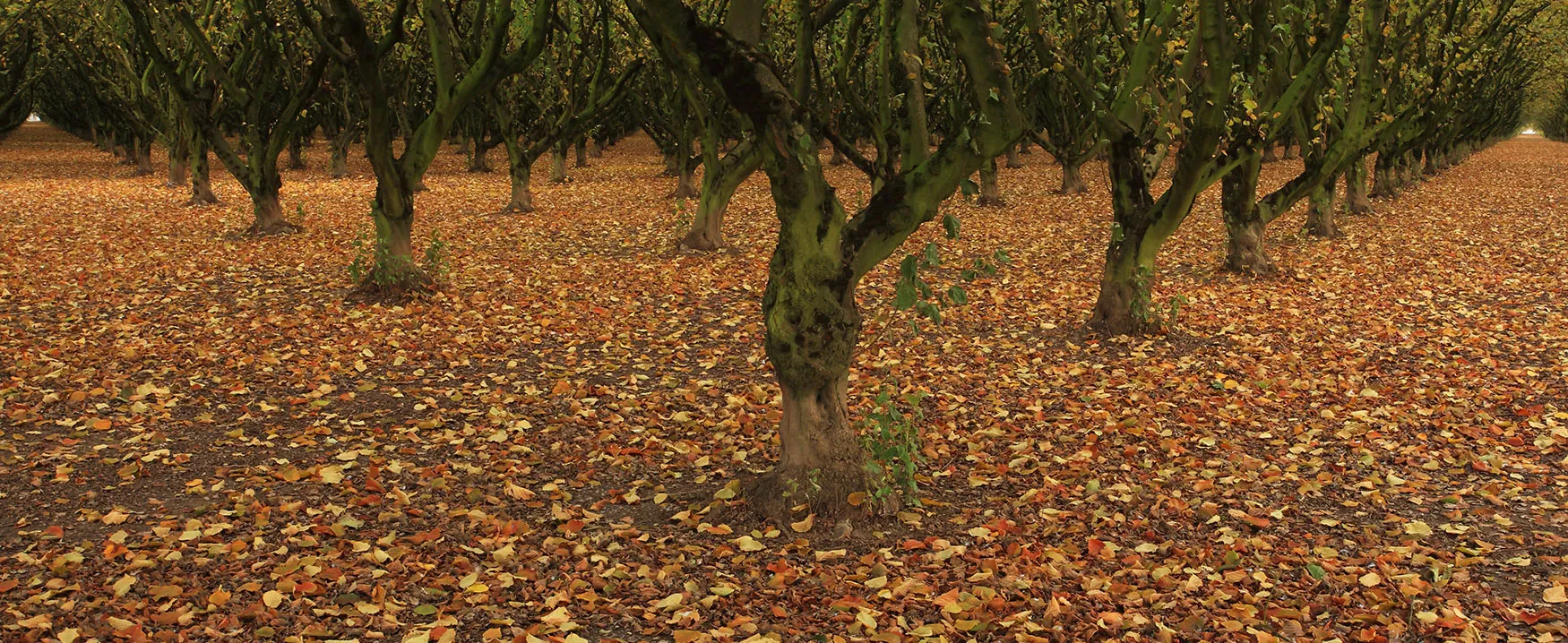 a group of trees with paths on either side