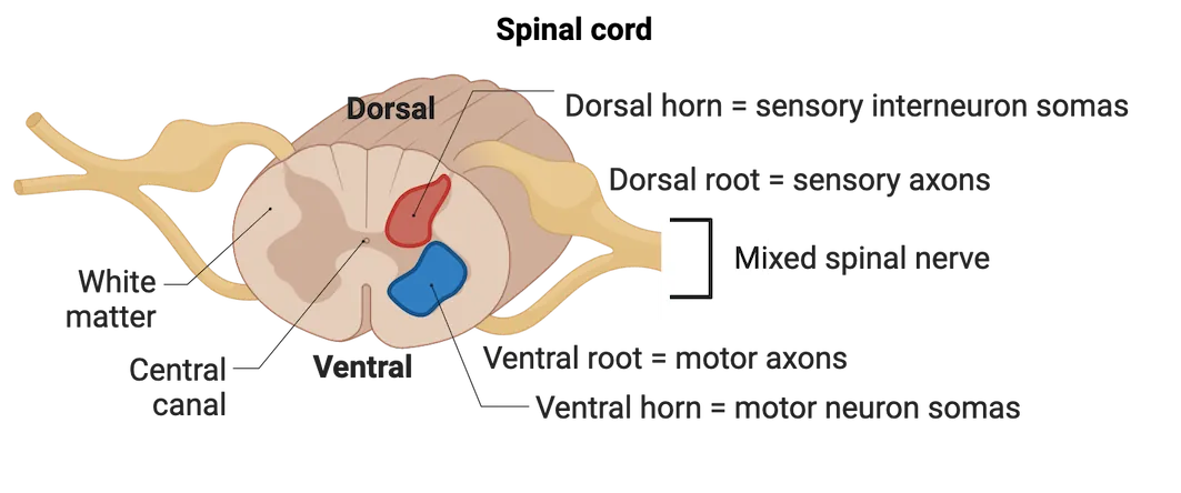 Diagram of a section of spinal cord with dorsal and ventral roots (sensory and motor axons). The dorsal (sensory) and ventral (motor) grey matter are highlighted, as is the mixed spinal nerve that results from merging of dorsal and ventral horns in the periphery.