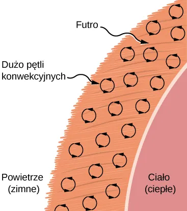 Rysunek pokazuje fragment ciepłego ciała pokrytego warstwą futra. Powietrze na zewnątrz jest zimne. Sferyczne strzałki w futrze oznaczają pętle konwekcyjne. 