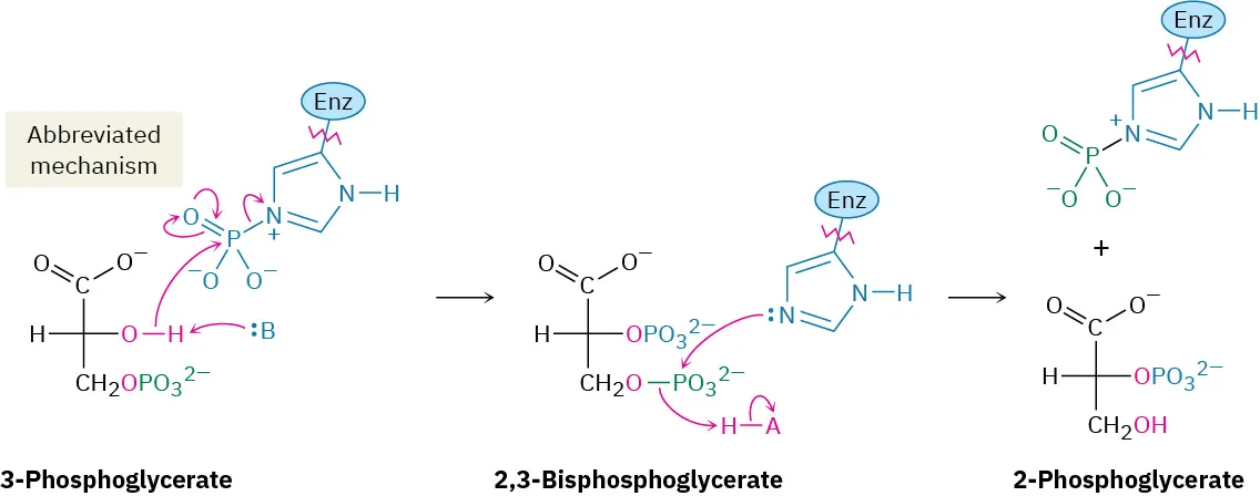 3-Phosphoglycerate is phosphorylated by a phosphoglycerate mutase to provide a 2,3-bisphosphoglycerate intermediate, which  is enzymatically dephosphorylated to  2-phosphoglycerate, and the rephosphorylated mutase. 