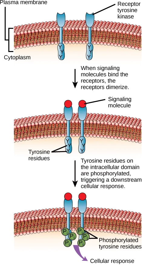 This illustration shows two receptor tyrosine kinase monomers embedded in the plasma membrane. Upon binding of a signaling molecule to the extracellular domain, the receptors dimerize. Tyrosine residues on the intracellular surface are then phosphorylated, triggering a cellular response.