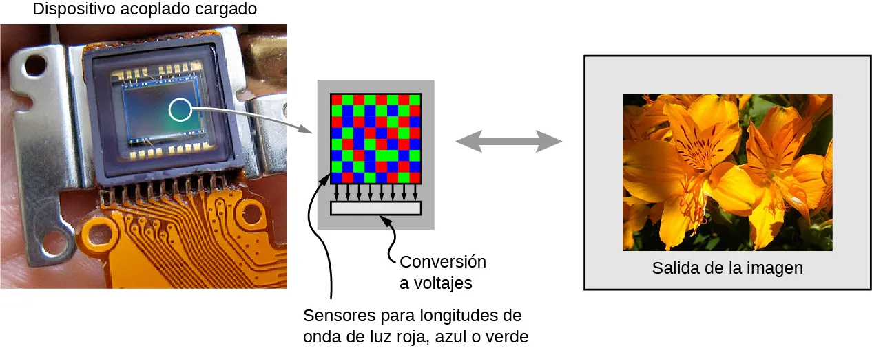 Se muestra una fotografía de un dispositivo de carga acoplada. Una pequeña parte se amplía y muestra varios pixeles con cuadros rojos, azules y verdes. Se trata de los “sensores para longitudes de onda roja, azul o verde de la luz” y la “conversión a voltaje”. Se muestra una fotografía de flores, marcada como “salida de imagen”.