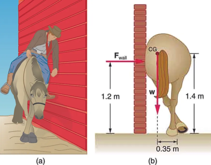 In part a, a horse is standing next to a wall with its legs crossed. A sleepy-looking rider is leaning against the wall. Part b is a drawing of the same horse from a rear view, but this time with no rider.  The horse is crossing its rear legs, and its rump is leaning against the wall. The reaction of the wall F is acting on the horse at a height one point two meters above the ground. The weight of the horse is acting at its center of gravity near the base of the tail. The center of gravity is one point four meters above the ground. The line of action of weight is zero point three five meters away from the feet of the horse.