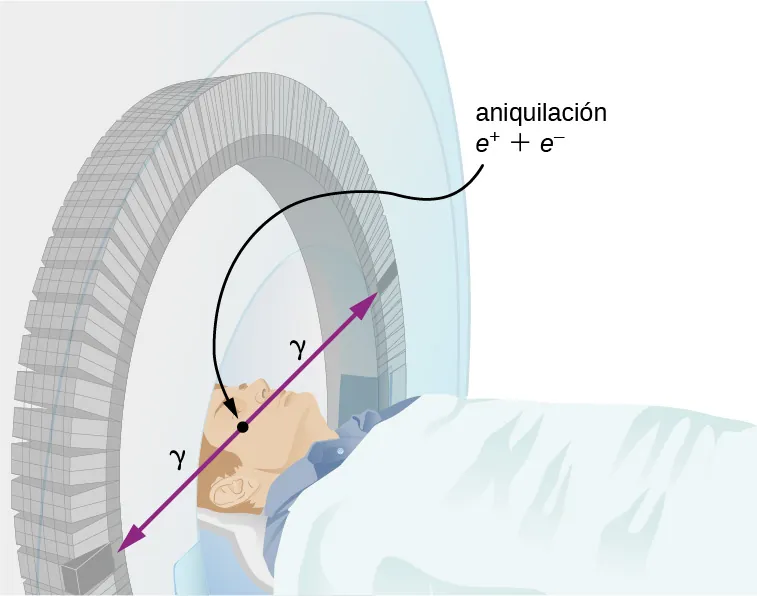 Dibujo de una persona tumbada con la cabeza dentro de una cámara circular. Dos rayos marcados como gamma irradian hacia fuera de su cabeza. Su punto de origen está etiquetado como aniquilación e positiva más e negativa.