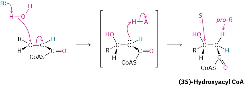 Acyl coenzyme A reacts with water and base to form an enolate intermediate. Protonation provides (3 S)-hydroxyacyl coenzyme A, with a  hydrogen and carbon labeled pro-R and S, respectively.