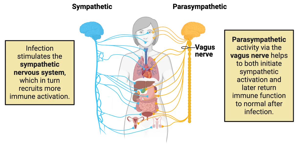 Diagram of a human body with many major internal organs shown and a representation of sympathetic and parasympathetic connections reaching all of those organs. The sympathetic nerves emerge from the spinal cord and form a network close to the cord, then send out projections to organs. The parasympathetic system mostly originates as the vagus nerve coming from the brain, with some connections in the head coming from other cranial nerves and connections in the lower gut and reproductive organs coming from the caudal spinal cord. Infection stimulates the sympathetic nervous system, which in turns recruits more immune activation. Parasympathetic activity via the vagus nerve helps to both initiate sympathetic activation and later return immune function to normal after infection.
