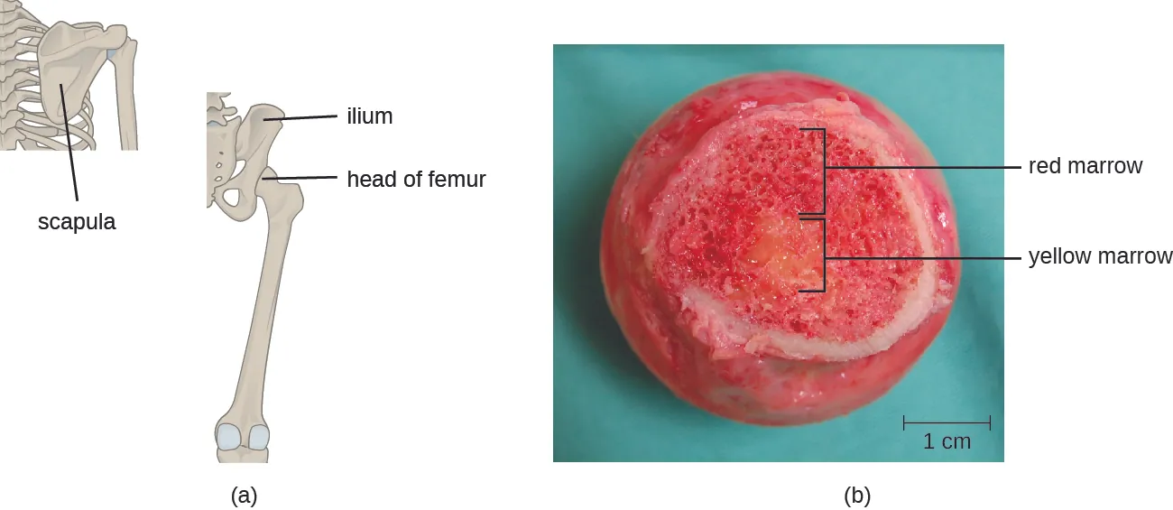 a) A drawing of a femur; a long bone with a round head. B) A cross section of the head of the femur.
