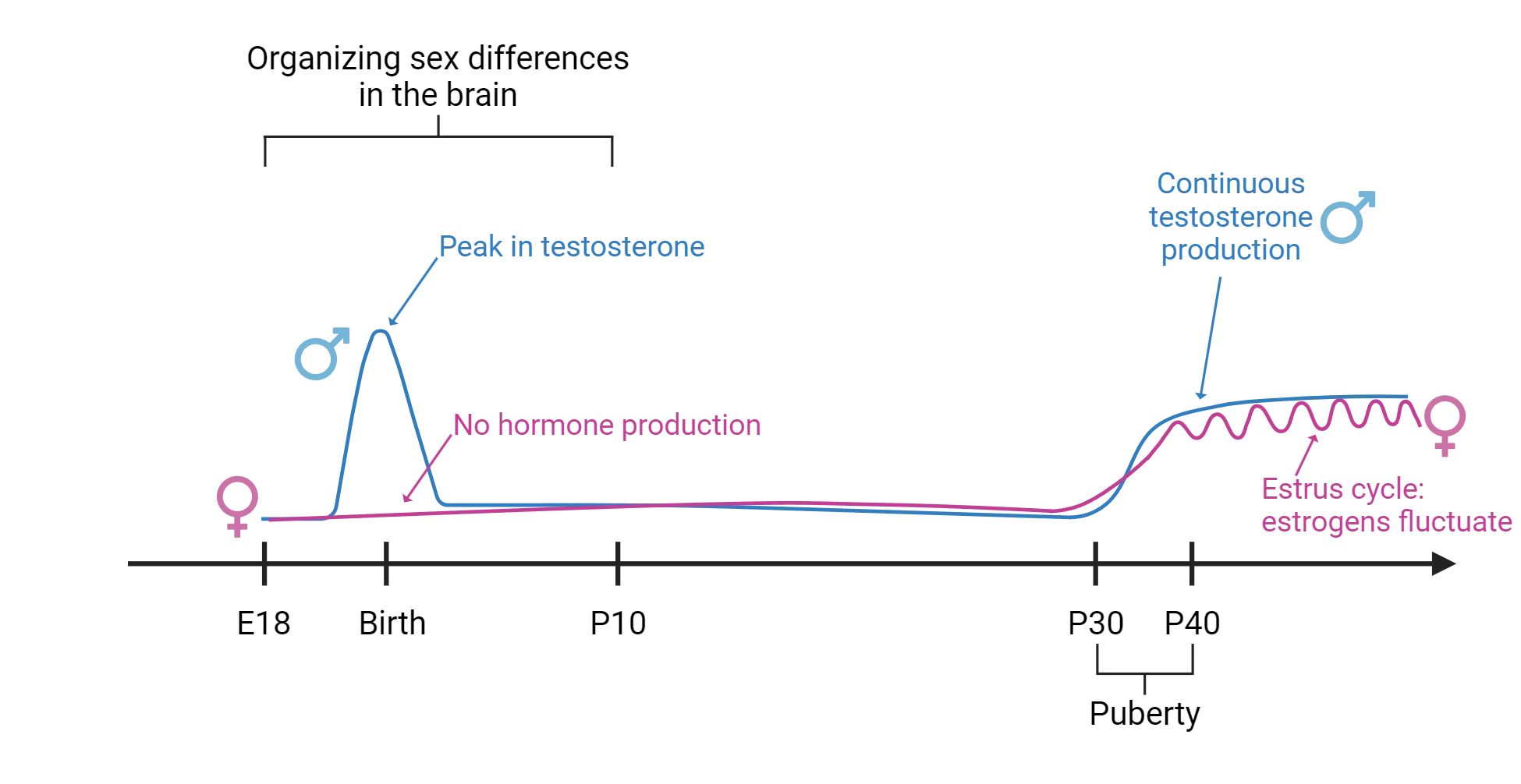 Line diagram of testosterone and estrogen fluctuations over development. In males, testosterone peaks around birth then rises again in puberty. In females, estrogens are low throughout development then rise and fluctuate at puberty.