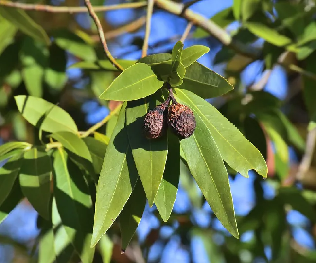 The leaves and fruits of a California Bay Umbellularia californica laurel tree.
