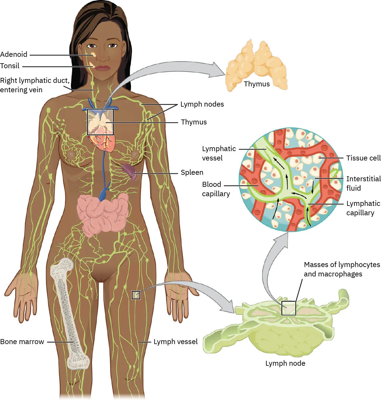 A diagram of the lymphatic system.
