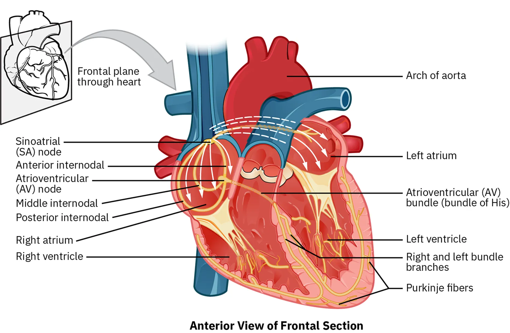 A diagram of the heart shows spontaneous impulses moving from the sinoatrial node to the left and right atriums. From there, these impulses move through the atrioventricular bundle (also known as the bundle of His), through the left and right bundle branches to the left and right ventricles, as well as the Purkinje fibers. Additional conducting components near the sinoatrial node are the anterior internodal, atrioventricular node, middle internodal, and posterior internodal.