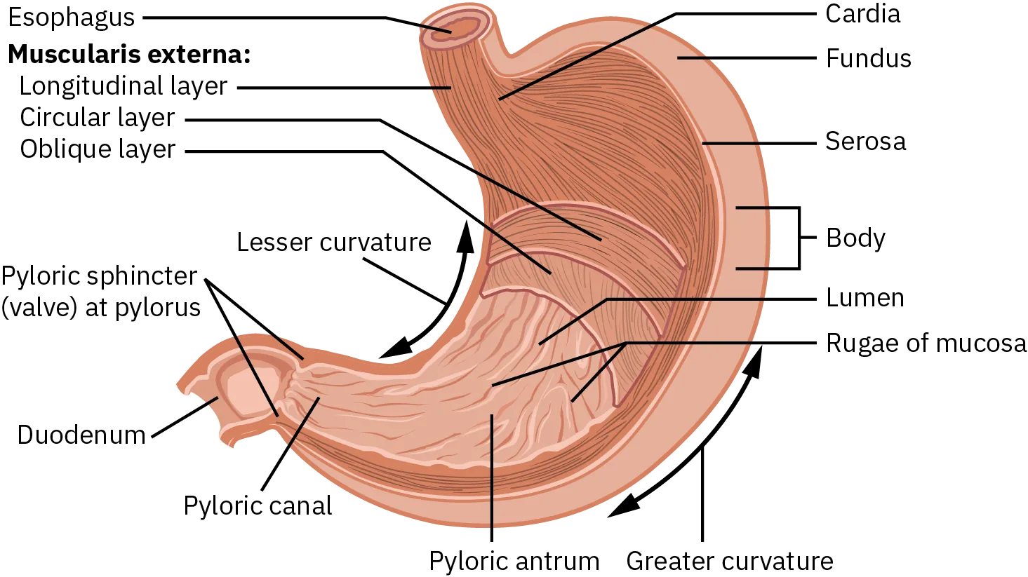 The stomach has four areas: the cardia, which is closest to the esophagus; the fundus, the body, and the pylorus, which consists of the pyloric atrium and pyloric canal. The pyloric canal connects to the duodenum of the small intestine. The greater curvature of the stomach occurs on the outermost, wide part of the stomach as the body becomes the pylorus (the opening of the stomach into the small intestine); the lesser curvature occurs on the opposite side, which is narrower. The stomach muscles are the muscularis externa, consisting of the longitudinal layer, circular layer, and oblique layer. The stomach is lined with lumen and rugae of mucosa.