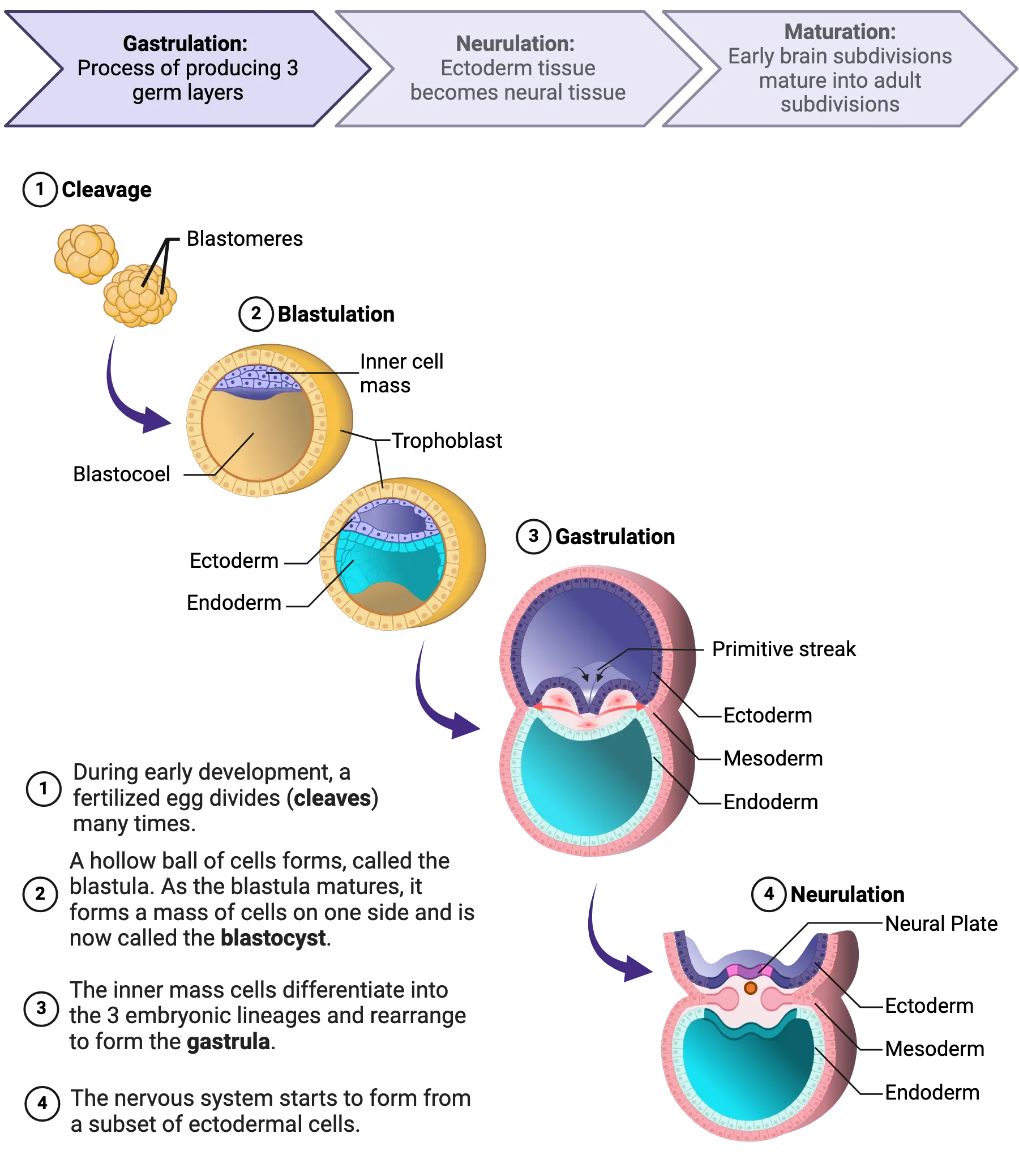 Diagram of the steps of gastrulation. 1) During early development, a fertilized egg divides (cleaves) many times. 2) A hollow ball of cells forms, called the blastula. As the blastula matures, it forms a mass of cells on one side and is now called the blastocyst. 3) The inner mass cells differentiate in to the 3 embryonic lineages and rearrange to form the gastrula. 4) The nervous system starts to form from a subset of ectodermal cells. Steps are described more thoroughly in the main text.