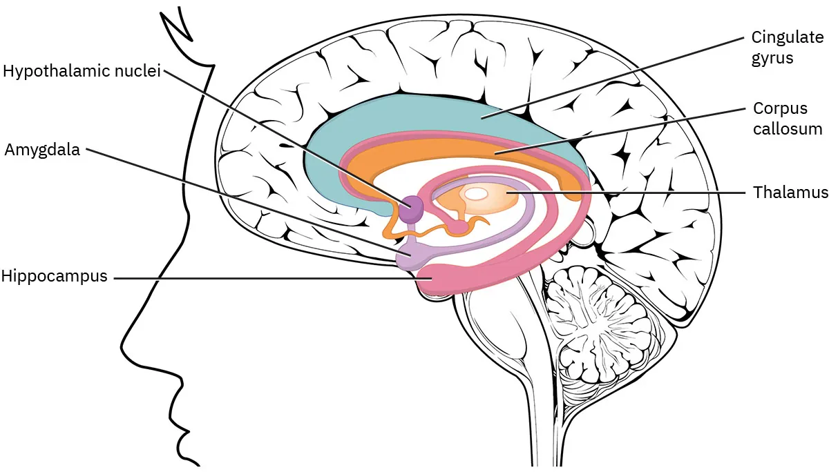Diagram of limbic lobe showing locations of hypothalamic nuclei, amygdala, hippocampus, cingulate gyrus, corpus callosum, and thalamus.