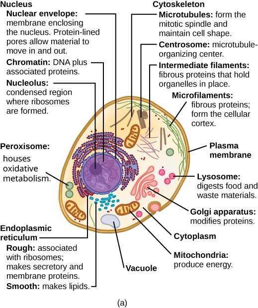 Part a: This illustration shows a typical eukaryotic animal cell, which is egg shaped. The fluid inside the cell is called the cytoplasm, and the cell is surrounded by a cell membrane. The nucleus takes up about one-half the width of the cell. Inside the nucleus is the chromatin, which is composed of DNA and associated proteins. A region of the chromatin is condensed into the nucleolus, a structure where ribosomes are synthesized. The nucleus is encased in a nuclear envelope, which is perforated by protein-lined pores that allow entry of material into the nucleus. The nucleus is surrounded by the rough and smooth endoplasmic reticulum, or ER. The smooth ER is the site of lipid synthesis. The rough ER has embedded ribosomes that give it a bumpy appearance. It synthesizes membrane and secretory proteins. In addition to the ER, many other organelles float inside the cytoplasm. These include the Golgi apparatus, which modifies proteins and lipids synthesized in the ER. The Golgi apparatus is made of layers of flat membranes. Mitochondria, which produce food for the cell, have an outer membrane and a highly folded inner membrane. Other, smaller organelles include peroxisomes that house oxidative metabolism, lysosomes that digest food, and vacuoles.  Ribosomes, responsible for protein synthesis, also float freely in the cytoplasm and are depicted as small dots. The last cellular component shown is the cytoskeleton, which has four different types of components: microfilaments, intermediate filaments, microtubules, and centrosomes. Microfilaments are fibrous proteins that line the cell membrane and make up the cellular cortex. Intermediate filaments are fibrous proteins that hold organelles in place. Microtubules form the mitotic spindle and maintain cell shape. Centrosomes are made of two tubular structures at right angles to one another. They form the microtubule-organizing center.