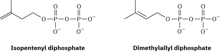 The structures of isopentenyl diphosphate and dimethylallyl diphosphate.