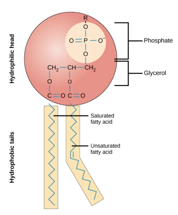 The molecular structure of a phospholipid is shown. Its hydrophilic head consists of two fatty acids attached to the first and second carbons in glycerol, and a phosphate group attached to the third position. The phosphate group may be further modified by addition of another molecule to one of its oxygens. Its hydrophobic tails contain saturated and unsaturated fatty acids.