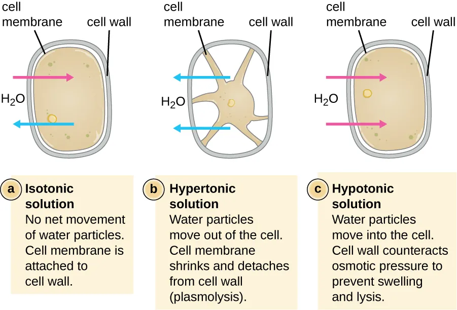a) In an isotonic solution there is no net movement of water particles. The cell membrane is attached to the cell wall. The drawing shows a rectangular cell; the cell membrane is just inside the cell wall. Arrows indicate that water is moving both in and out. B) In a hypertonic solution water partices move out of the cell. The cell membrane shrinks and detaches from the cell wall (plasmolysis). The diagram shows a cell that has shriveled. Points of the cell membrane are still attached to the cell wall but most of the cell membrane has pulled away from the cell wall resulting in a star-shaped cell. Arrows show water leaving the cell. In a hypertonic solution water particles move into the cell. The cell wall counteracts osmotic pressure to prevent swelling and lysing. The image shows the same rectangular cell as in the isotonic solution except that the cell and cell wall are bulging outwards a bit. Arrows show water entering the cell.