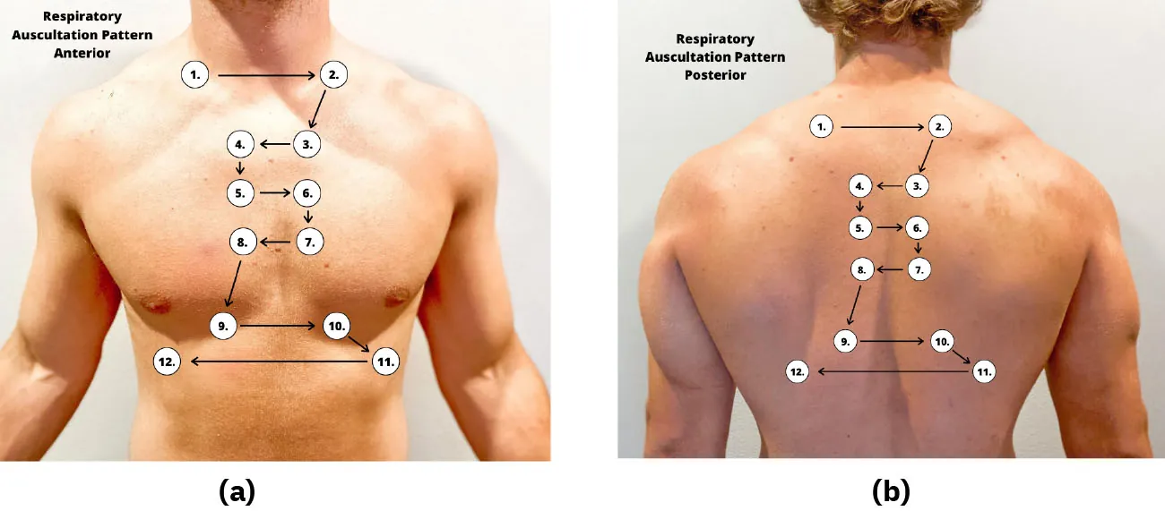 A two-panel image shows areas of respiratory auscultation in the (a) anterior and (b) posterior view.