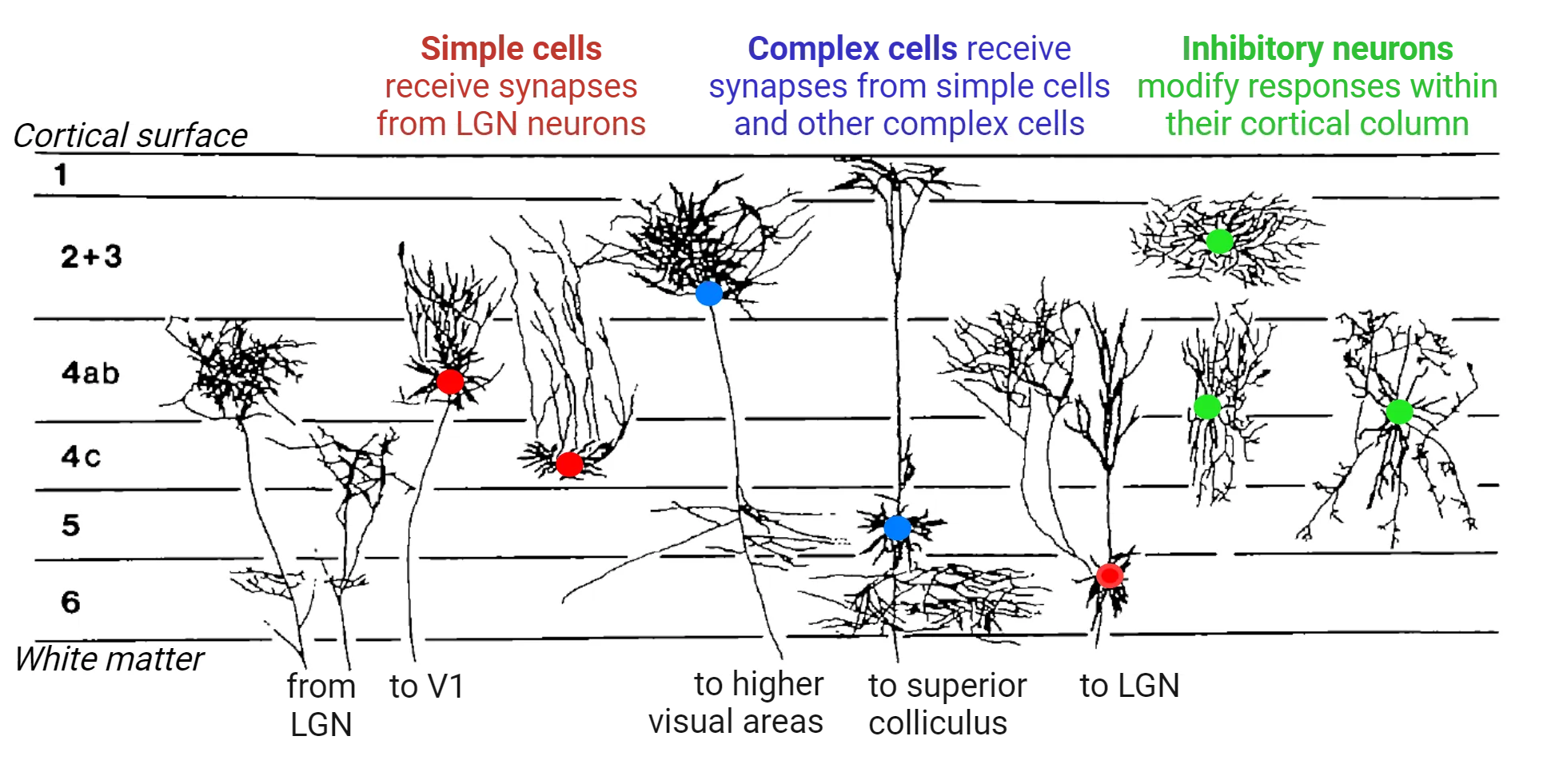 A diagram of drawings of neurons in V1, arranged in the layers where they are found in V1. Layers are white matter, 6, 5, 4c, 4ab, 2+3, 1 and cortical surface. Simple cells receive synapses from LGN neurons and cell bodies are in layers 4ab and 4c. Complex cells receive synapses from simple cells and other complex cells; cell bodies in layer 2+3 and 5. Inhibitory interneurons modify responses within their cortical column; cell bodies in layers 2+3, 4ab, 4c. 
