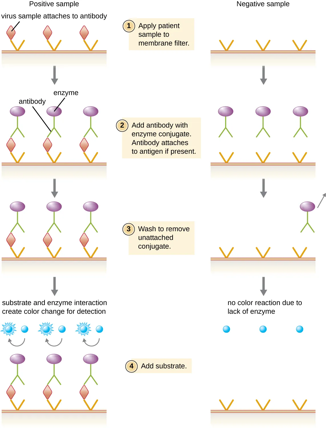 The explanation of EIA is separated to show what occurs in a positive sample and what occurs in a negative sample. First patient sample is applied to a membrane filter. If the sample contains viruses they are trapped by the filter. Next, antibody with enzyme conjugate is added. Antibody will attach to antigen if present. Next is a wash step. If the virus is present the enzyme binds to the virus, otherwise the enzyme washes away. Finally substrate is added. If the antibody is present (because it is bound to the virus) the attached enzyme causes a color change. If no enzyme linked antibody is present, no color change occurs.