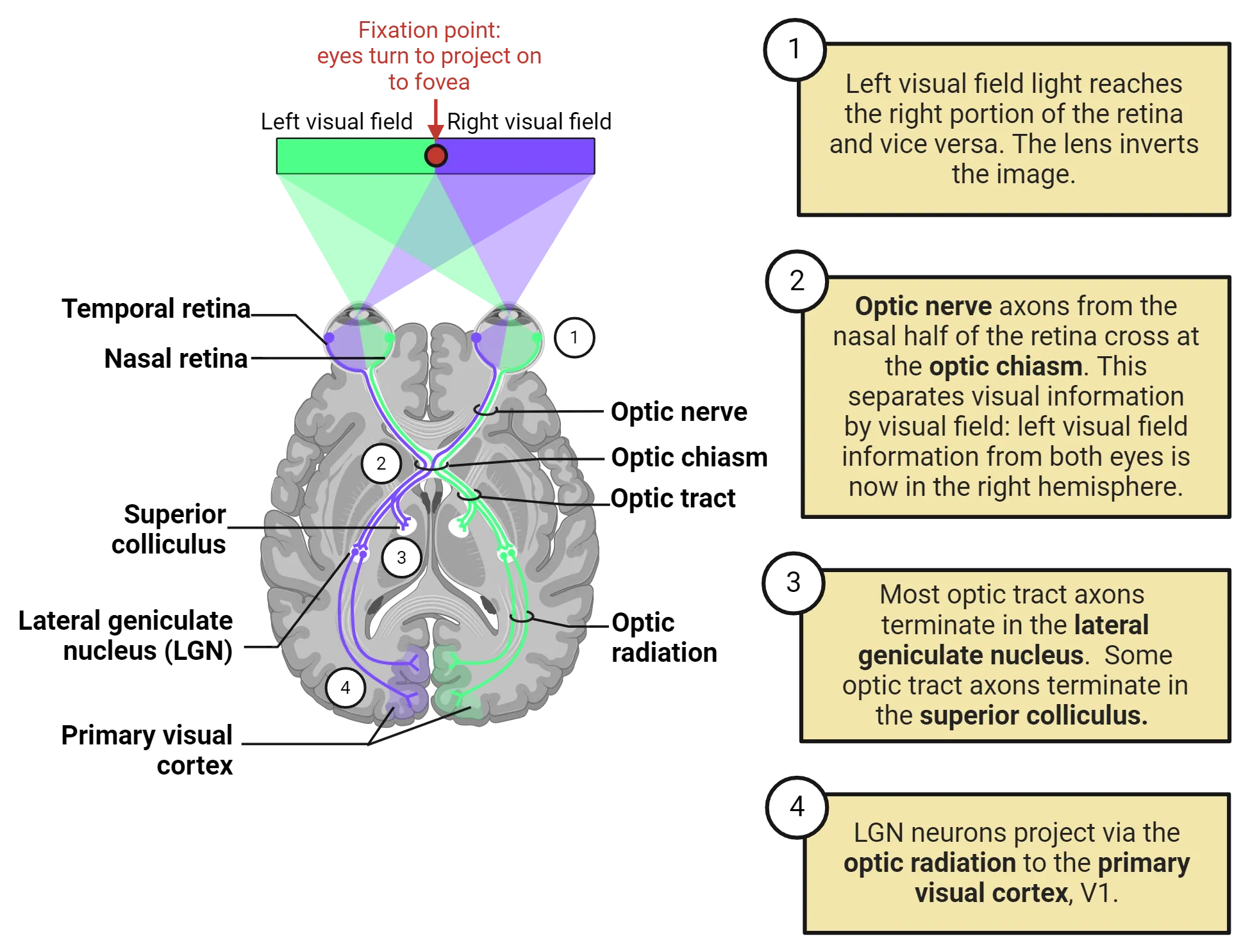 Diagram of a horizontal slice of human brain. The left and right visual field are shaded green and purple, to the left and right of the fixation point. The pathways described in the main text are shown with color-coding for visual field of origin from eyes to primary visual cortex.