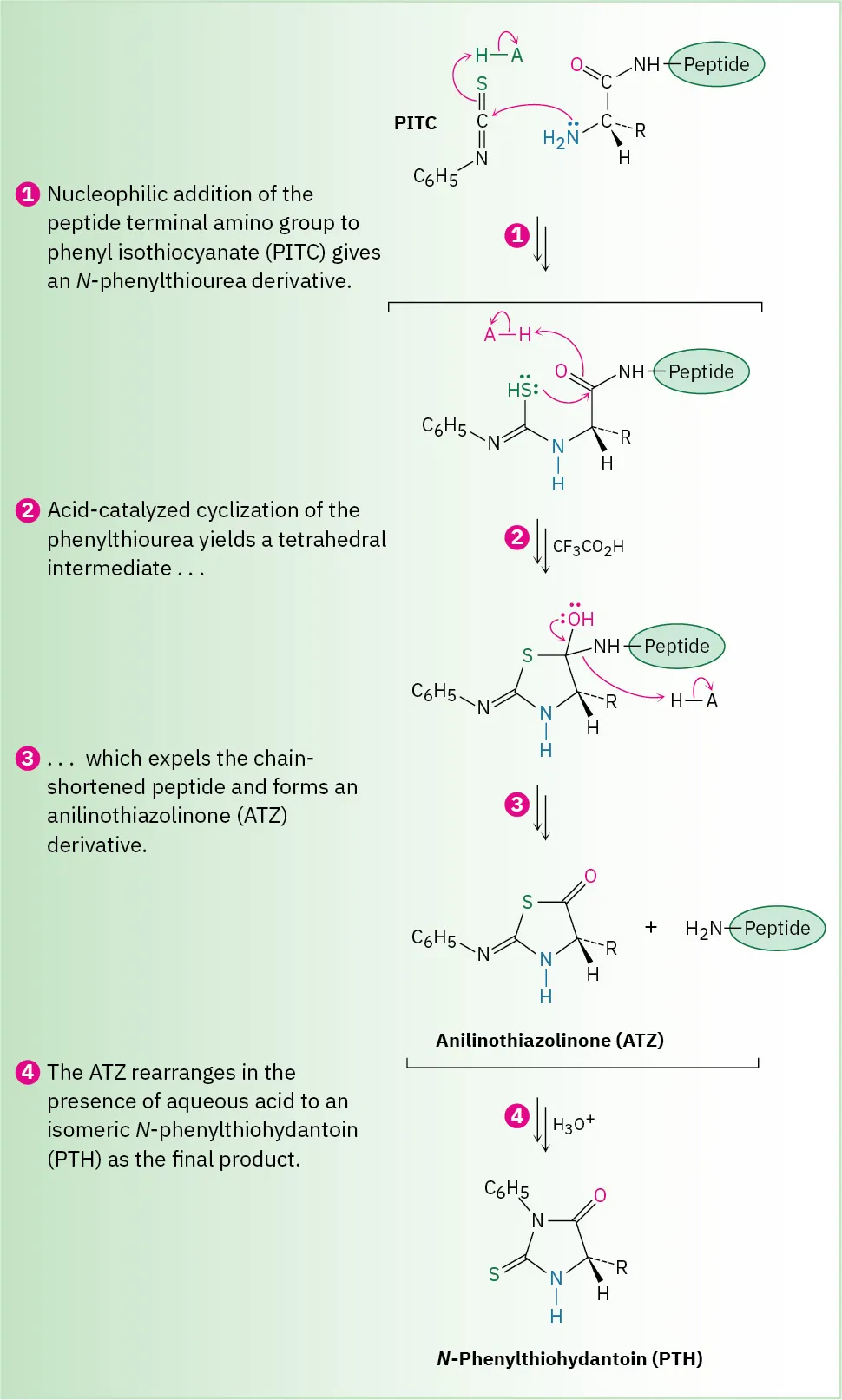 The figure shows the four-step mechanism of the peptide terminal amino group adding to phenyl isothiocyanate to form N-phenylthiohydantoin (P T H).