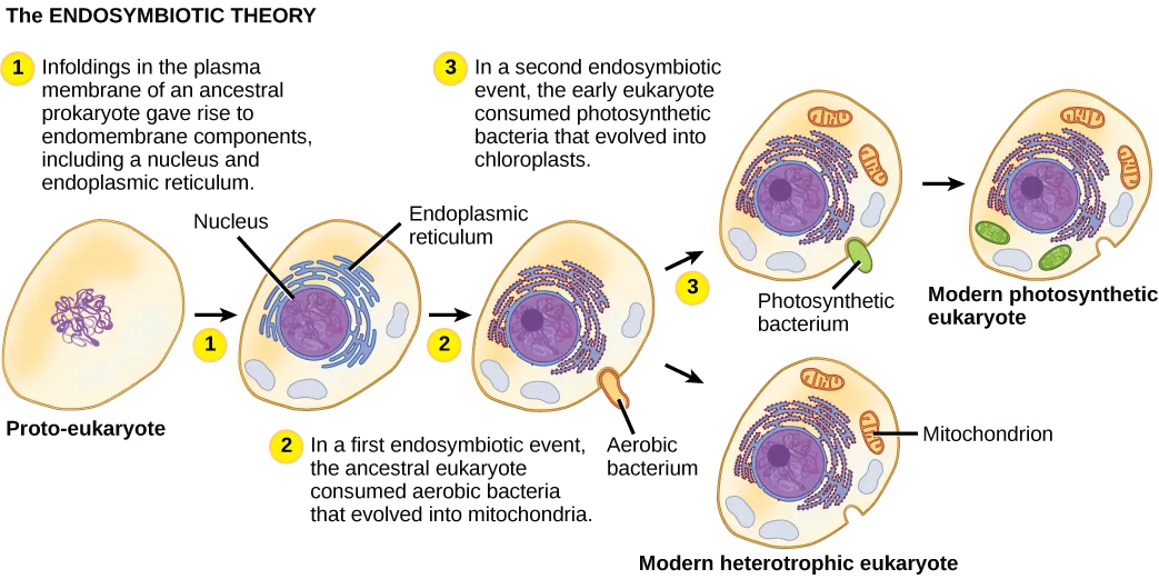 The illustration shows steps that, according to the endosymbiotic theory, gave rise to eukaryotic organisms. In step 1, infoldings in the plasma membrane of an ancestral prokaryote gave rise to endomembrane components, including a nucleus and endoplasmic reticulum. In step 2, the first endosymbiotic event occurred: The ancestral eukaryote consumed aerobic bacteria that evolved into mitochondria. The results of step 2 branch in two directions. One direction led to modern heterotrophic eukaryotes with mitochondria but no chloroplasts. The other direction led to step 3, a second endosymbiotic event, where the early eukaryote consumed photosynthetic bacteria that evolved into chloroplasts. Step 3 led to modern photosynthetic eukaryotes with both mitochondria and chloroplasts.