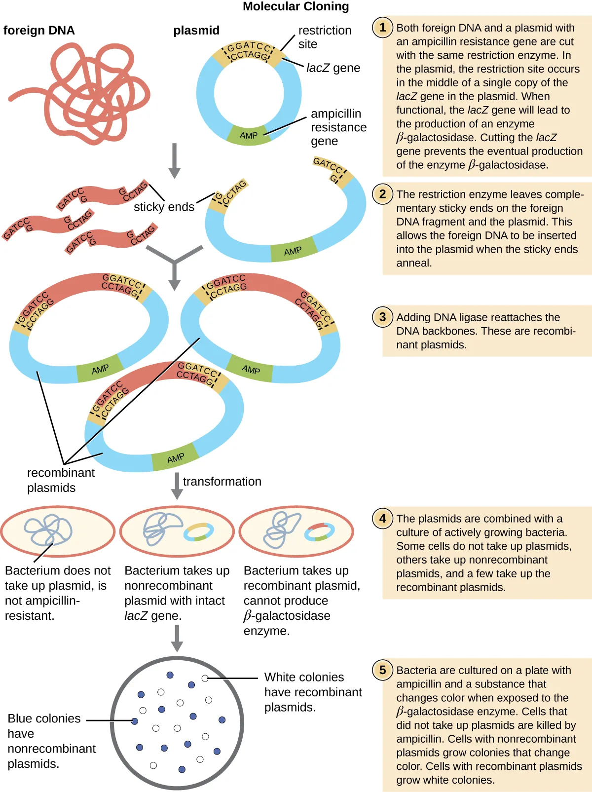 A diagram explaining molecular cloning. Both foreign DNa and a plasmid are cut with the same restriction enzyme. The restriction site occurs only once in the plasmid in the middle of a gene for and enzyme (lacZ). The plasmid also contains an ampicillin resistang gene. The restriction enzyme leaves complementary sticky ends on the foreign DNA fragment and the plasmid. This allows the foreign DNA to be inserted into the plasmid when the sticky ends anneal. Adding DNA ligase reattaches the DNA backbones. These are recombinant plasmids. The plasmids are combined with a culture of living bacteria. Many of the bacteria do not take any plasmids into their cells. Many take plasmids that do not have the foreign DNA in them and a few take up the recombinant plasmid. The bacteria that take up the recombinant plasmid cannot make the enzyme from the gene that the fragment was inserted into (lacZ). They also carry a gene for resistance to the antibiotic ampicillin, which was on the original plasmid. To find the bacteria with the recombinant plasmid, the bacteria are grown on a plate with the antibiotic ampicillin and a substance that changes color when exposed to the enzyme produced by the lacZ gene. The ampicillin will kill any bacteria that did not take up a plasmid. The color of the substance will nto change when the gene for lacZ contains the foreign DNA insert. These are the bacteria with the recombinant plasmid that we want to grow.