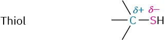 Thiol has a carbon with three open single bonds and a partial positive charge bonded to a thiol group with a partial negative charge on sulfur.