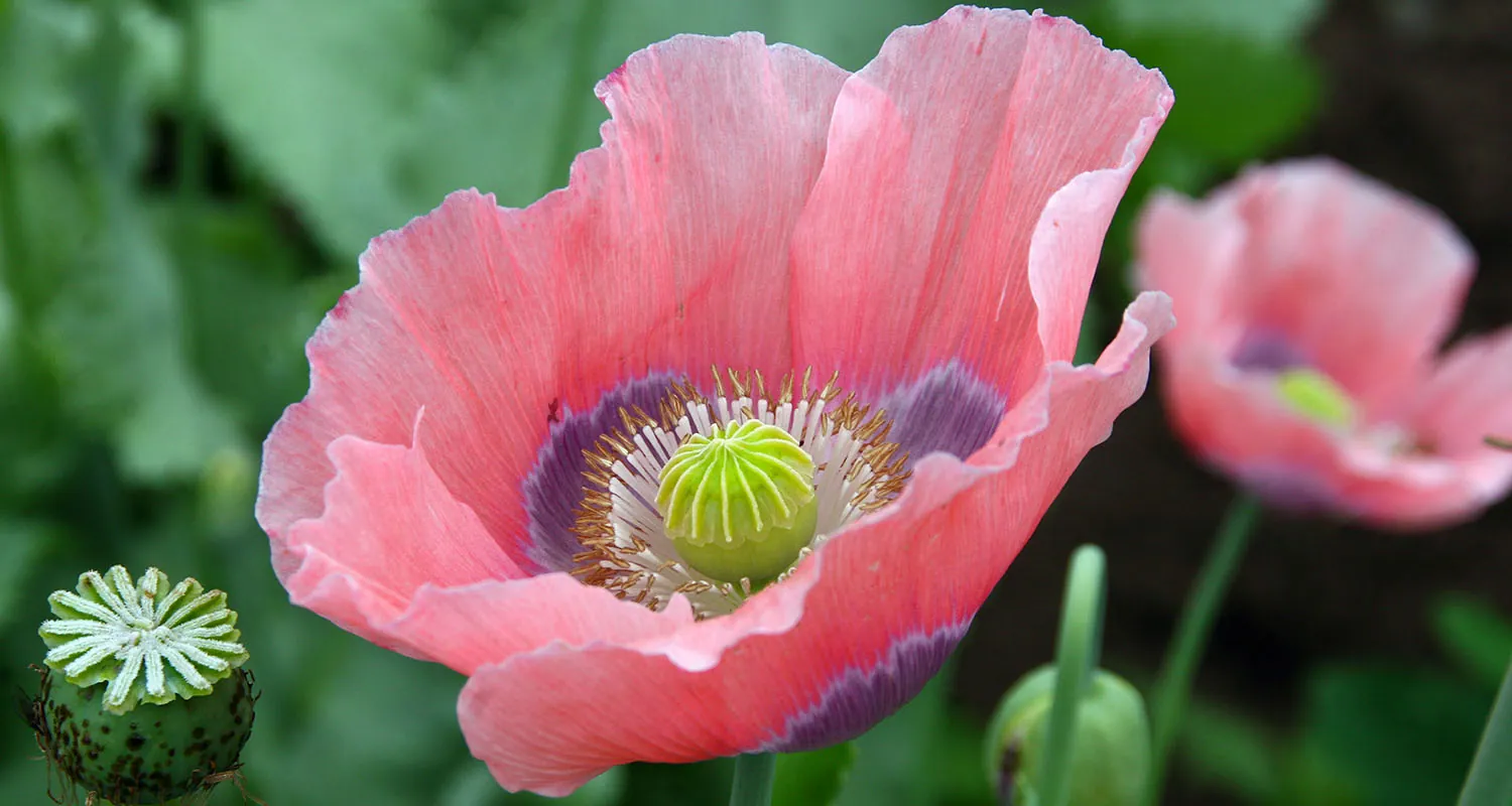 A photo of a delicate pink and purple flower with a white and green center.