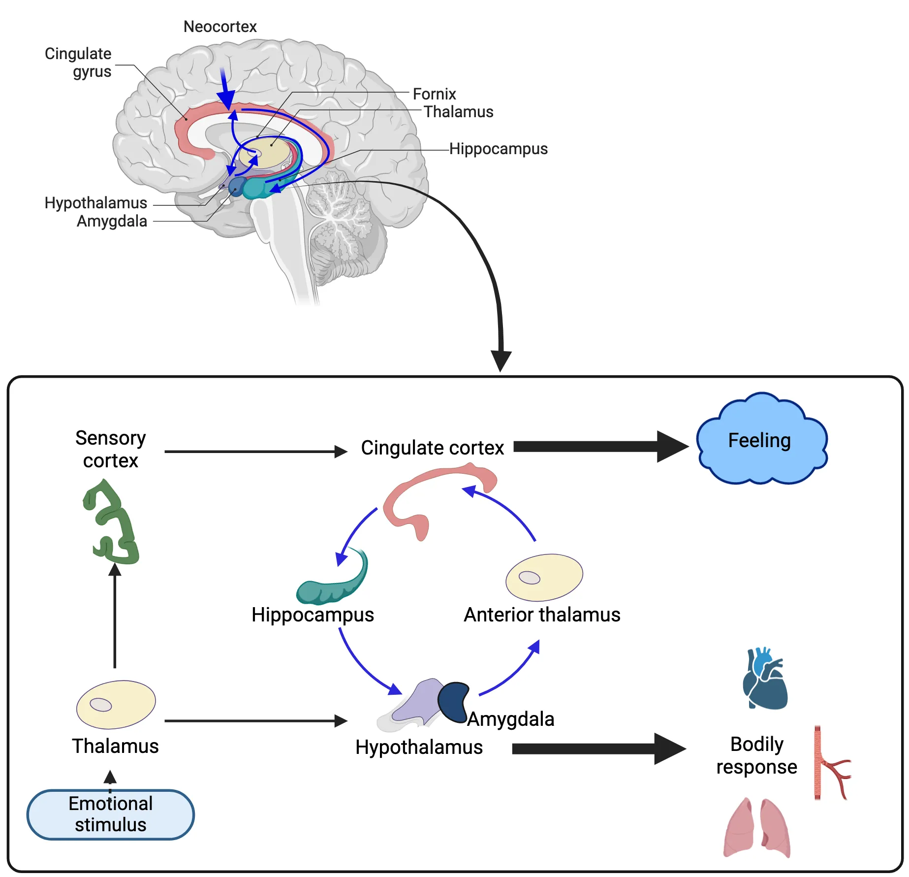 Top: A diagram of a brain with Papez circuit structures highlighted. Arrows show connections between regions. Bottom: Circuit diagram showing order of connections from sensory input through Papez circuit structures to subjective feelings and bodily response.