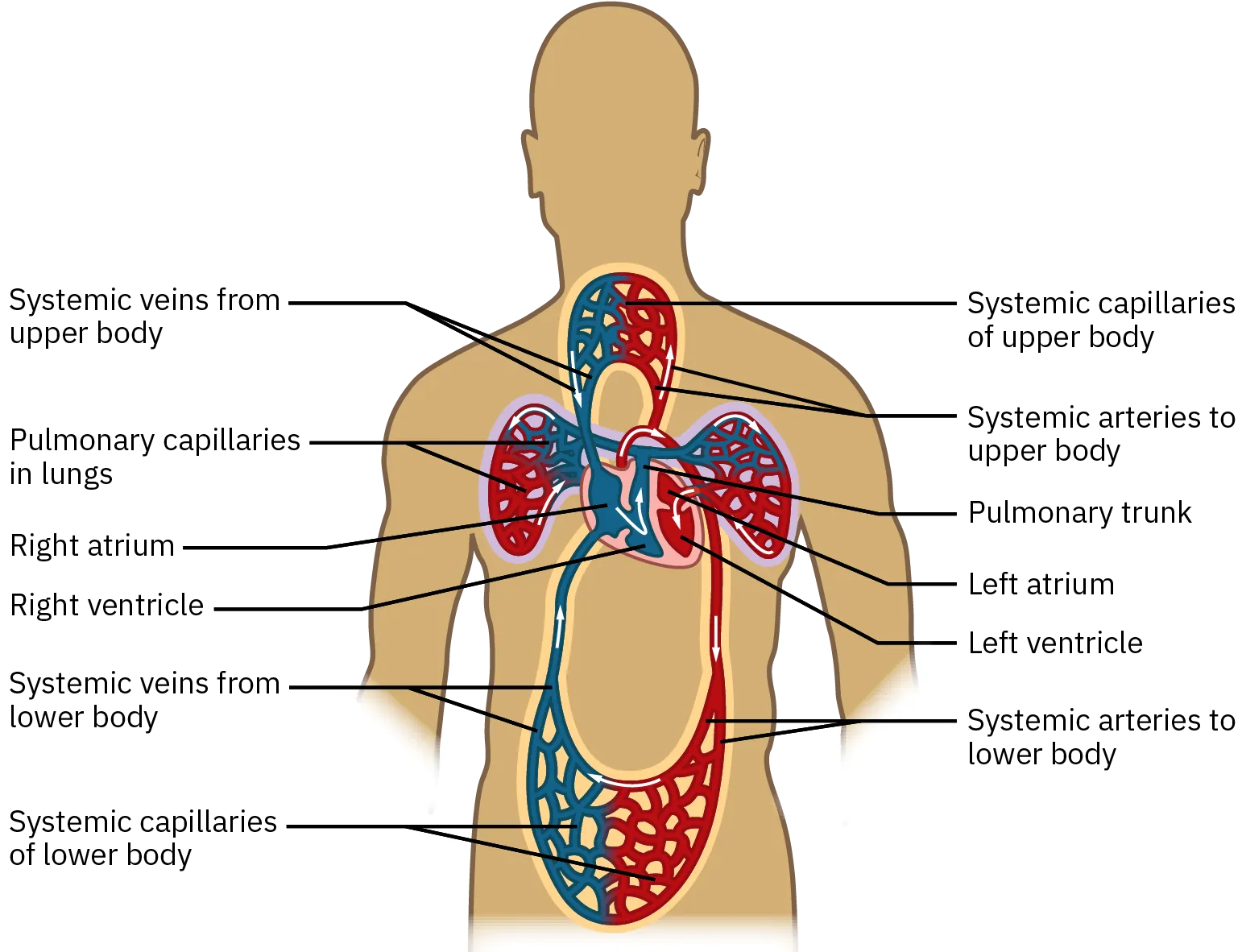 A diagram shows how blood flows from the right atrium and ventricle of the heart into the lungs, back into the left atrium and ventricle of the heart through the systemic arteries and capillaries of the rest of the body. It then moves to the capillaries and veins, where it travels back to the heart and lungs to be reoxygenated.