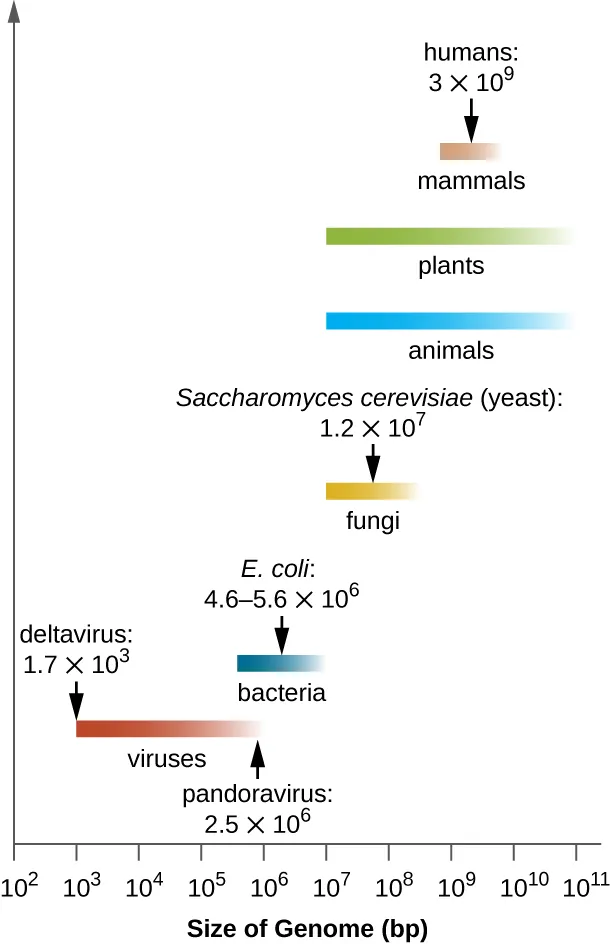  A graph showing genome sizes. Viruses have genomes that range from 1.7x10 to the 2nd bp to 2.5x10 to the 6th bp. Bacteria have genomes that range in size from 10 to the 5th to 10 to the 7th. One example is E. coli which ranges from 4.6 to 5.6 x 10 to the 6th bp. Fungi have genomes that range from 10 to the 6th to 10 to the 8th bp. Saccharomyces cerevisiae (yeast) has a genome of 1.2 x 10 to the 7th bp. Plants and animals have genomes that range from 10 to the 6th to 10 to the 11th bp. Mammals range from 10 to the 9th to 10 to the 10th bp. Humans have a genome of 3 x 10 to the 9th.