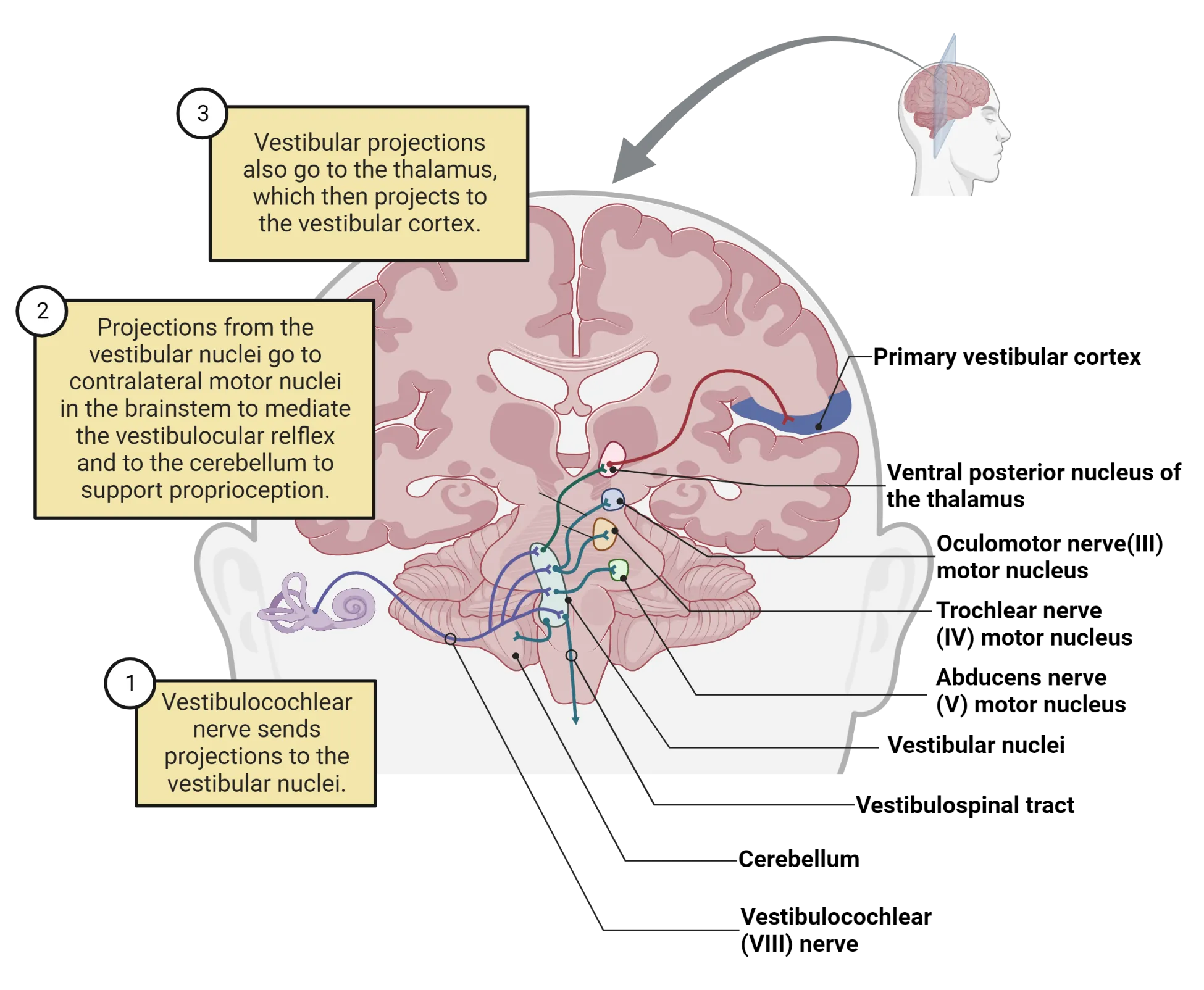 Diagram showing neural pathway from cochlea to vestibular nuclei in the brainstem.