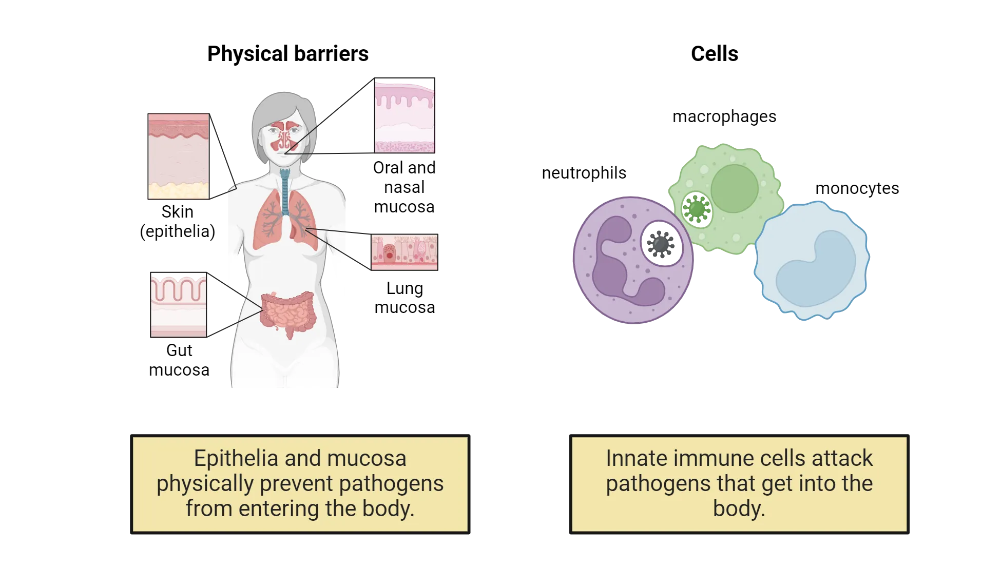 Left is illustration of human body with decorative popouts of the skin (epithelia), oral and nasal mucosa, lung mucosa and cut mucosa. Epithelia and mucosa physically prevent pathogens from entering the body. Right is diagram showing 3 cells with different shapes, labeled neutrophils, macrophages, monocytes. Innate immune cells attack pathogens that get into the body.