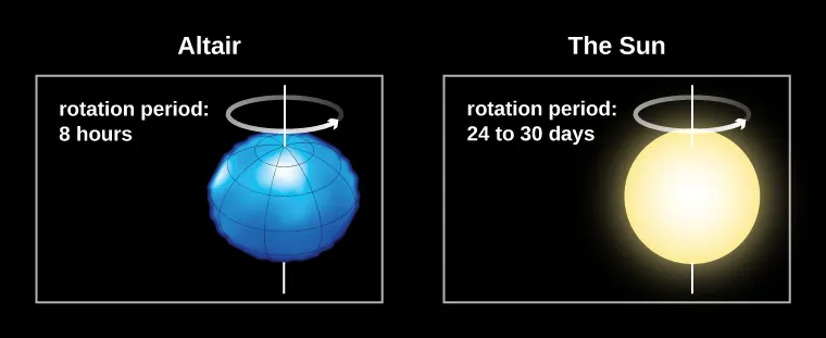 Diagram comparing stars with different rates of rotation. At left the star Altair is shown as seen looking at its equator. The rotation period is given as 8 hours. The star appears flattened from top to bottom and bulging outward along the equator, somewhat like an American football viewed lengthwise. At right the Sun is shown, with the rotation period given as 24-30 days. The Sun appears nearly circular.