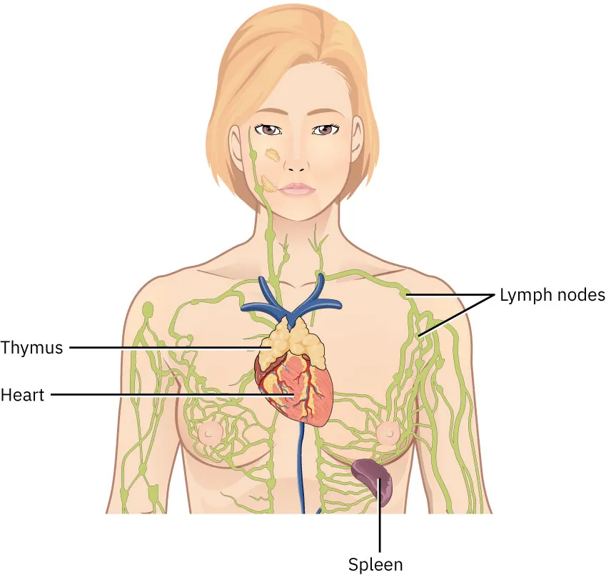 The image depicts a diagram of a female torso, highlighting the lymphatic system. The lymph nodes are scattered throughout the body, particularly in the neck, underarms, and groin areas. The thymus is positioned above the heart, playing a crucial role in the immune system. The heart is centrally located, and the spleen is shown on the left side of the body (right side of the image), below the ribcage. The lymphatic vessels are illustrated as green lines, running throughout the body, demonstrating the interconnected nature of the lymphatic system with other organs.