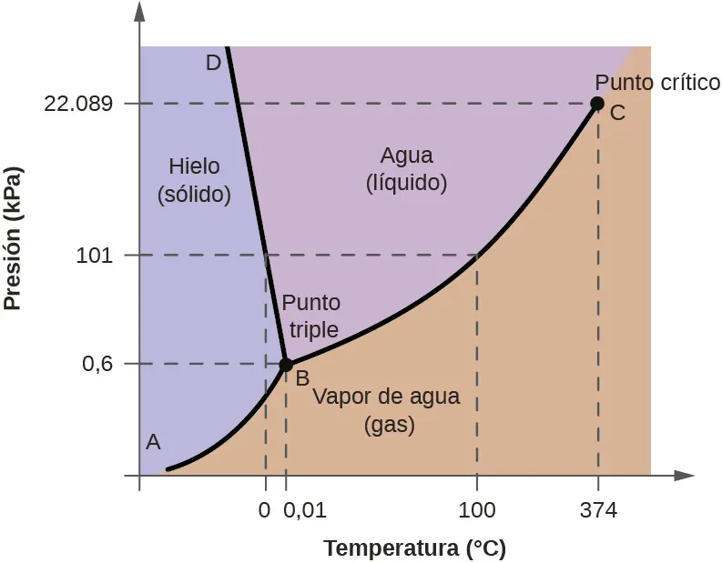 Se muestra un gráfico en el que el eje x está marcado como "Temperatura en grados Celsius" y el eje y como "Presión ( k P a )" Una línea marcada como "A" se extiende de forma brusca hacia arriba desde el origen del gráfico hasta un punto en el tercio inferior del diagrama marcado como "B", donde se bifurca en una línea que se inclina ligeramente hacia atrás hasta llegar al punto más alto del eje Y marcado como "D" y una segunda línea que se extiende hasta la esquina superior derecha del gráfico, marcada como "C". C está marcado como "Punto crítico", con una línea de puntos que se extiende hacia abajo hasta el eje x marcado como 374 grados Celsius, y otra línea de puntos que se extiende hasta el eje y marcado como 22.089 k P a. Las dos líneas dividen el área del gráfico para crear tres secciones, marcadas como "Hielo (sólido)" cerca del centro de la izquierda, "Agua (líquido)" en la parte superior central y "Vapor de agua (gas)" cerca de la parte inferior central. El punto B está marcado como "Punto triple" y tiene una línea de puntos que se extiende hacia abajo hasta el eje x marcado como 0,01, y otra línea de puntos que se extiende hasta el eje y marcado como 0,6. En un punto medio entre los puntos B y C una línea de puntos se extiende desde la línea originalmente discutida hacia abajo hasta el punto 100 grados Celsius en el eje x, y otra línea de puntos se extiende hasta el eje y en 101 k P a. Otra línea de puntos se extiende desde esta línea de puntos hacia abajo a 0 grados Celsius.