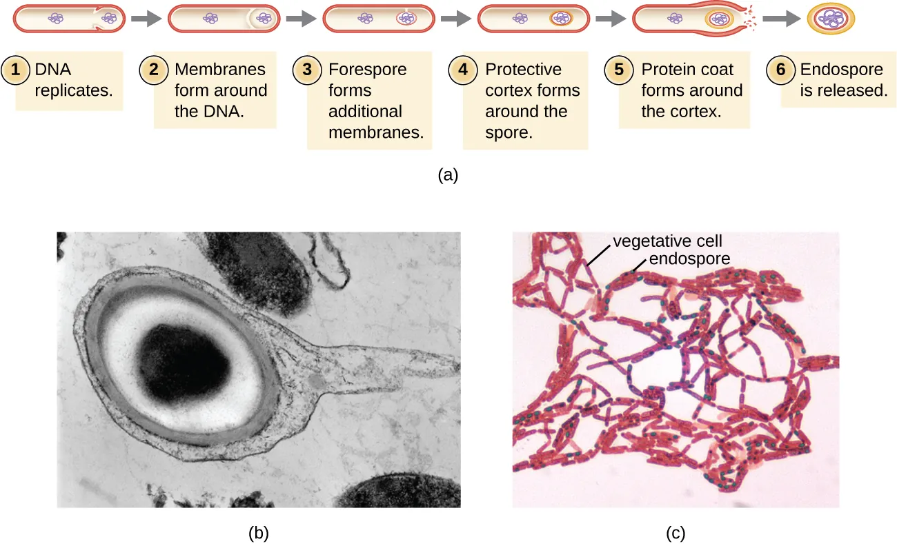 a) A diagram showing the process of sporulation. Step 1 – the DNA replicates. The image shows a rod shaped cell with 2 loops of DNA; one in the center and one towards the end of the cell. Step 2 – Membranes form around the DNA. The drawing shows lines encircling the loop of DNA at the end of the cell. Step 3 – Forespore forms additional membranes. The lines around the loop of DNA are thickened. Step 4 – Protective cortex forms around the spore. The lines around the loop of DNA are thickened even more. Step 5 – protein coat forma around the cortex. The lines around the loop of DNA are thickened even more and the outer cell lyses. Step 6 – the endospore is released. A small spherical structure with DNA inside of many thick layers is shown. B) A micrograph of an endospore shows a dark central core inside a lighter region; these are surrounded by thick layers on the outside. C) a micrograph showing red rods in chains; many of the rods have a green dot in their center.