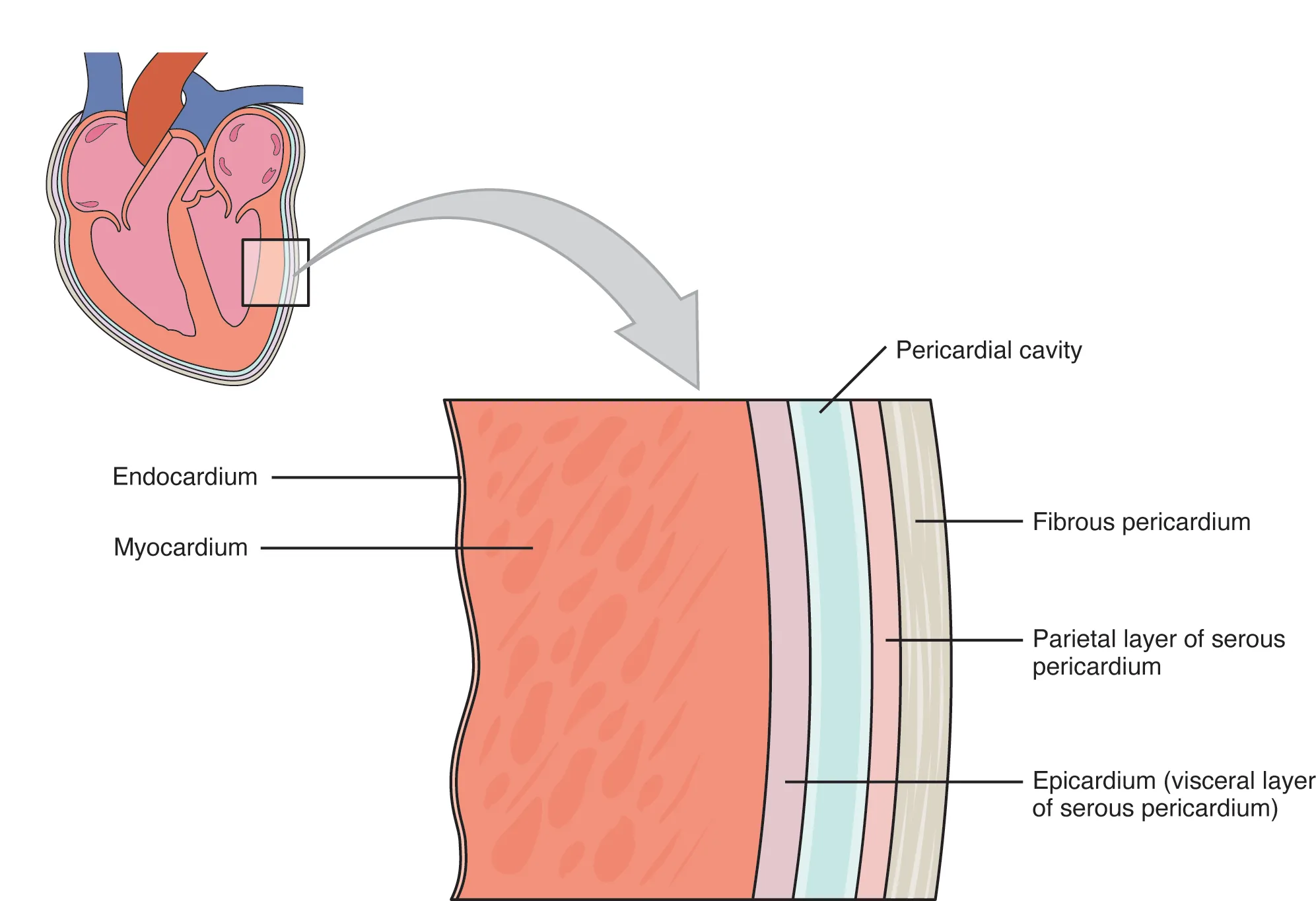 This image shows a magnified view of the structure of the heart wall.