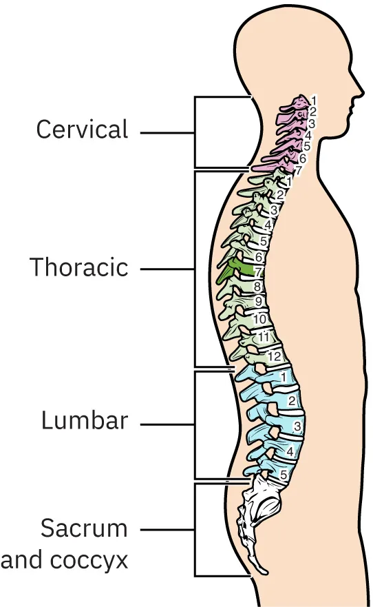 Diagram of spine, labels showing cervical, thoracic, lumbar, sacrum and coccyx