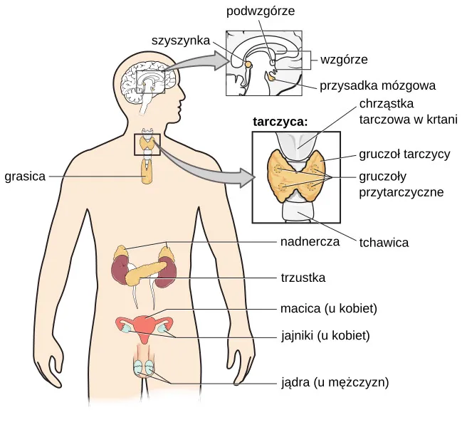 Schemat ludzkiego ciała przedstawia położenie grasicy, pewnych struktur w mózgu (szyszynki, podwzgórza, wzgórza, przysadki mózgowej) oraz części tarczycy (chrząstka tarczowa, gruczoł tarczowy, przytarczyce, tchawica), nadnerczy, trzustki, macicy, jajników i jąder.